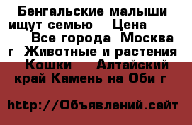 Бенгальские малыши ищут семью) › Цена ­ 5 500 - Все города, Москва г. Животные и растения » Кошки   . Алтайский край,Камень-на-Оби г.
